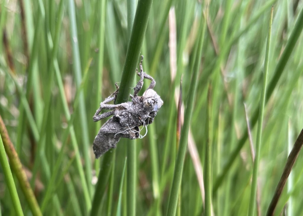 Lege huls van de larve van een platbuik libelle