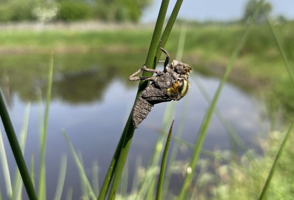 Platbuik libelle die uit zijn larvehuid kruipt