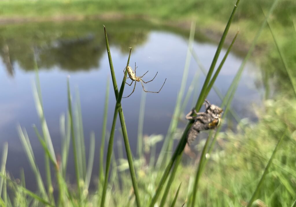 Spin in de buurt van platbuik libelle