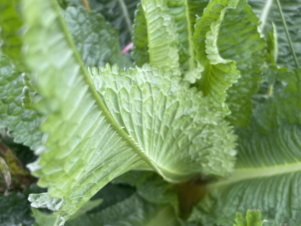 Gedraaid Kaardebol blad