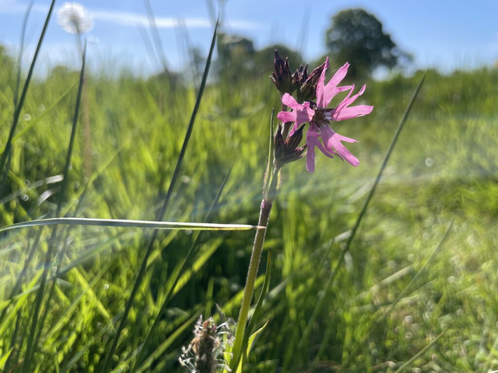 Echte koekoeksbloem
