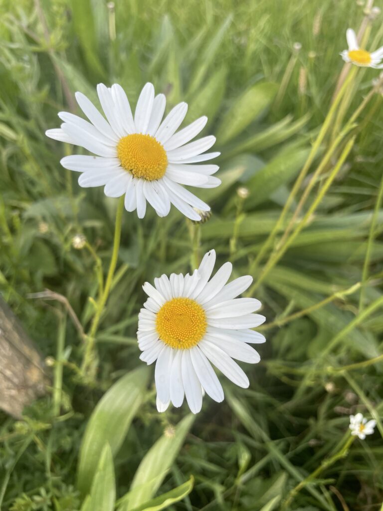 gewone margriet