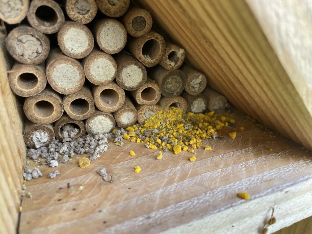 Pollen voor de buisjes met metselbij larves