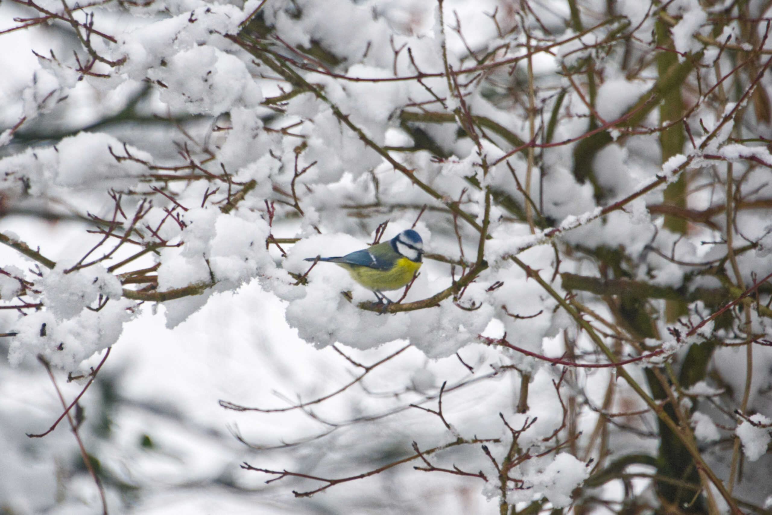 Sneeuw!