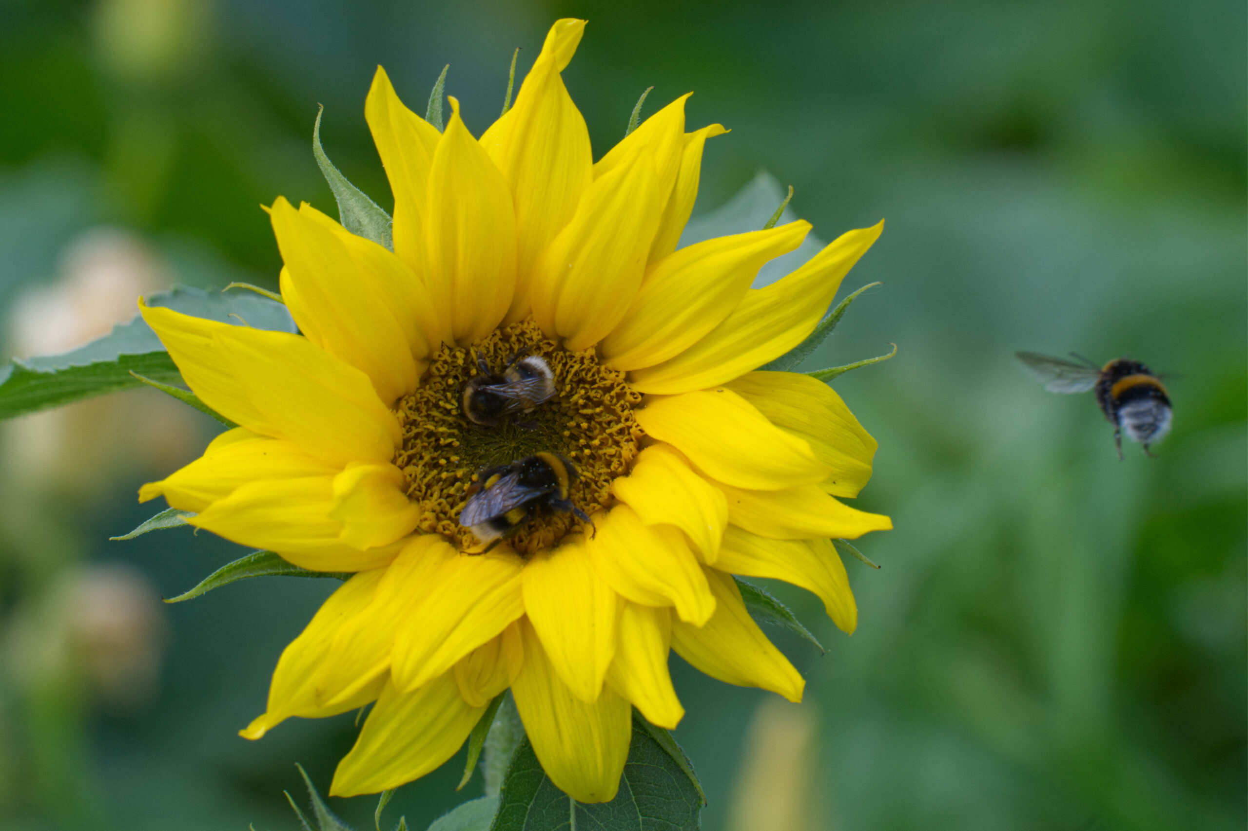 Vlinders en hommels