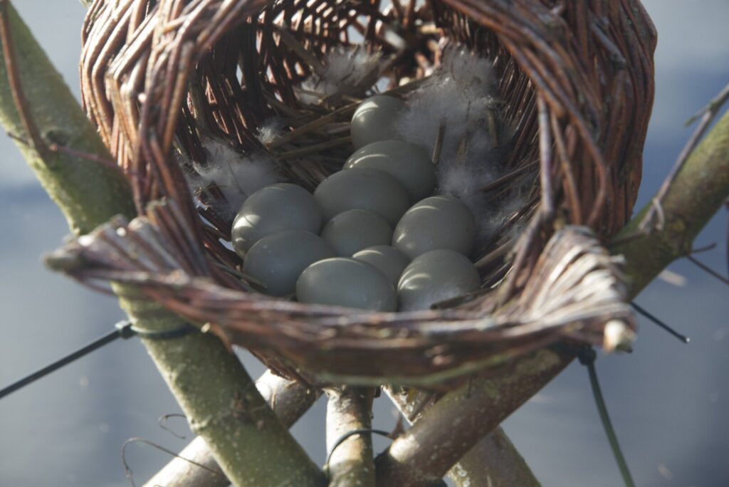 Eendeneieren in nest