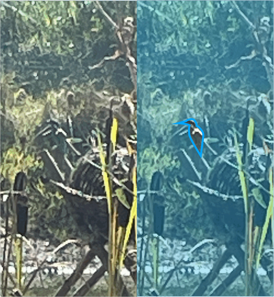 IJsvogel van ver gefotografeerd met een telefoon