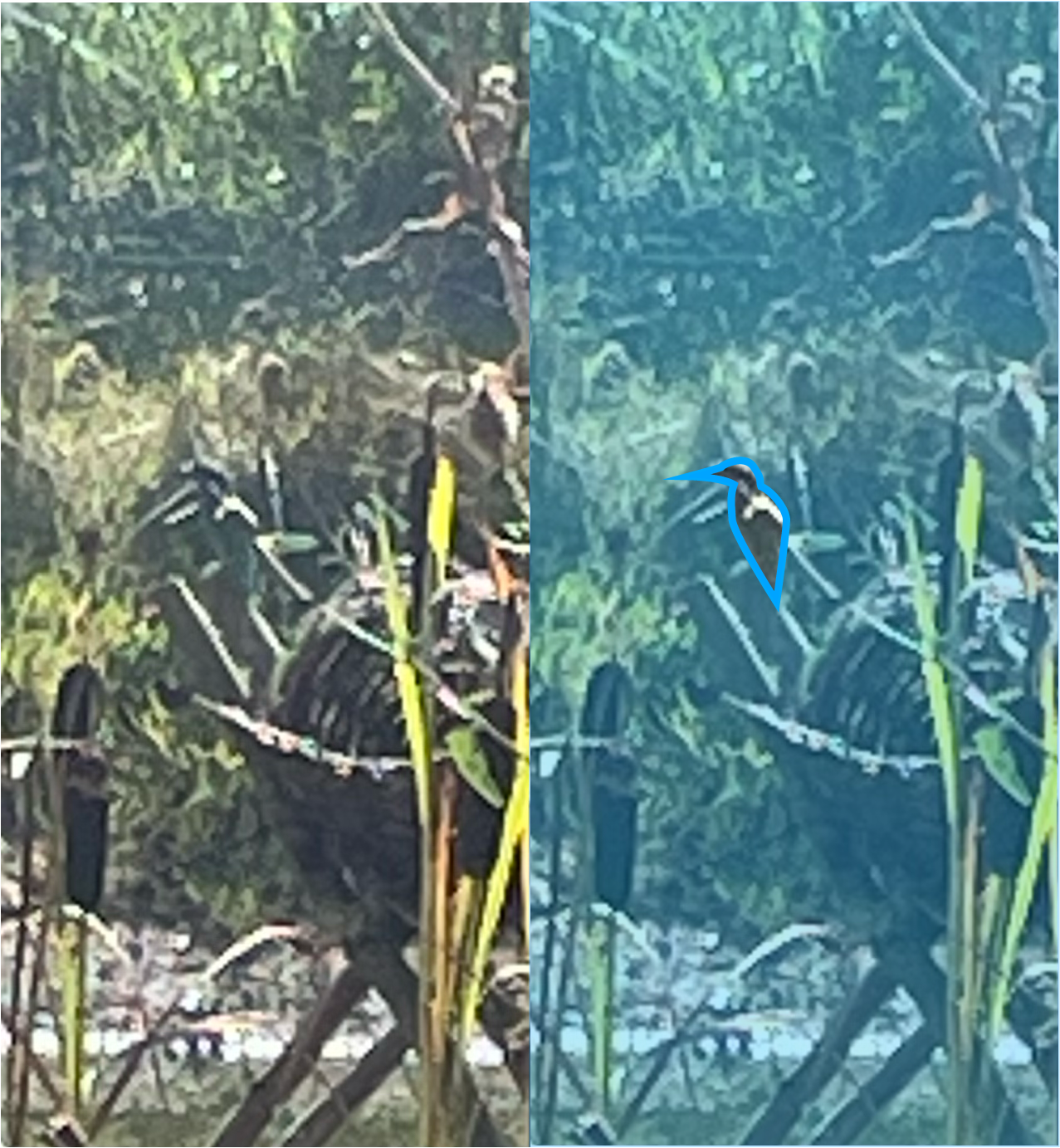 IJsvogel