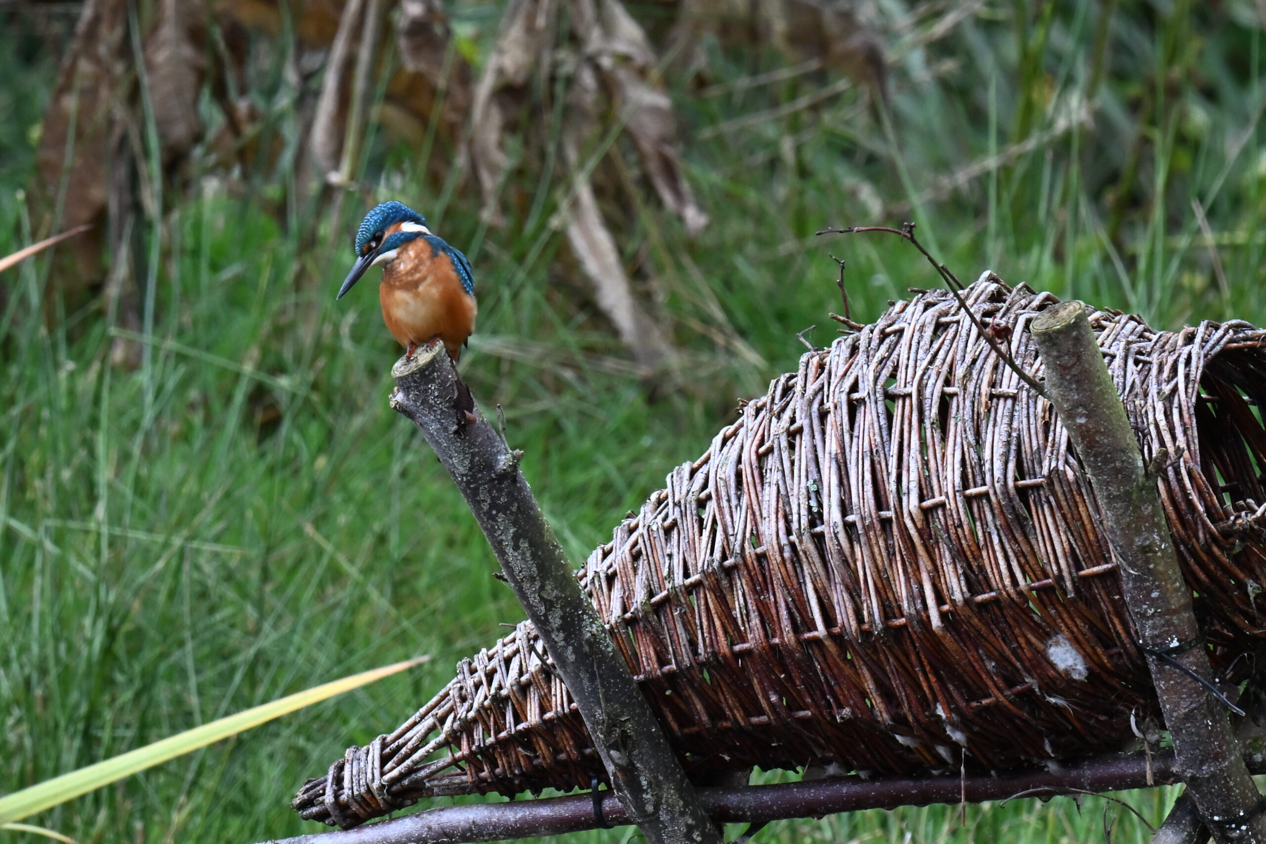 IJsvogel bij de poel