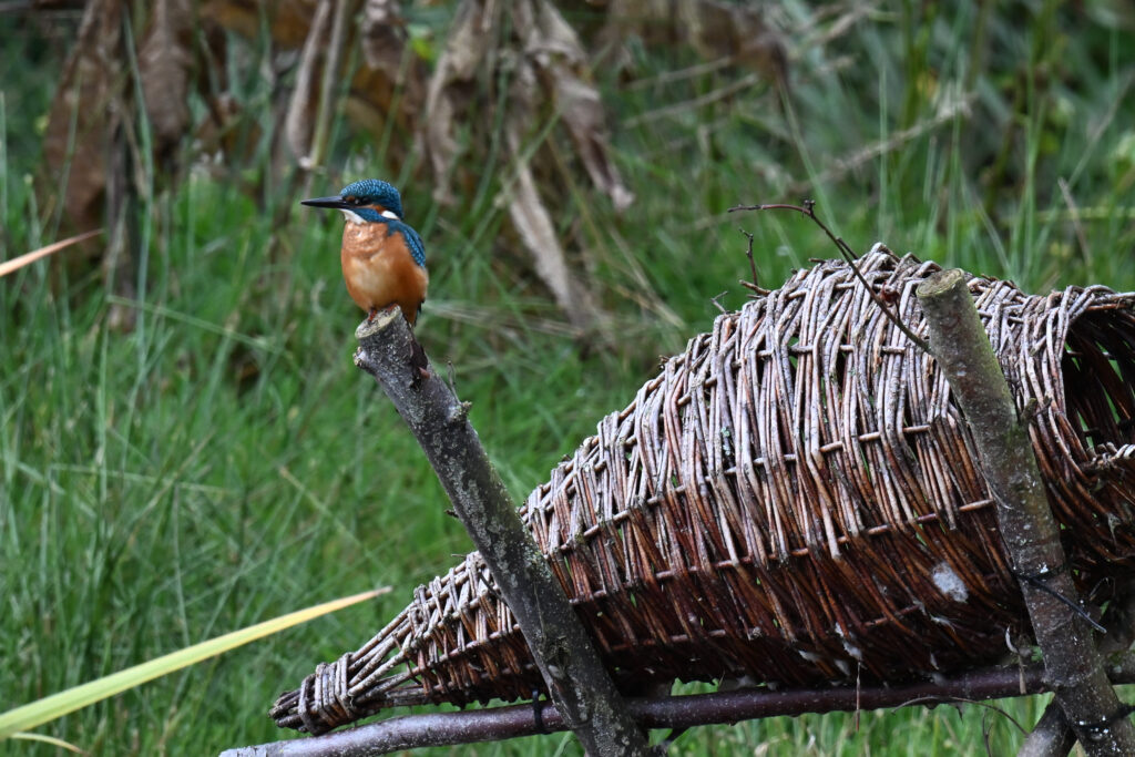 IJsvogel op eendenkorf