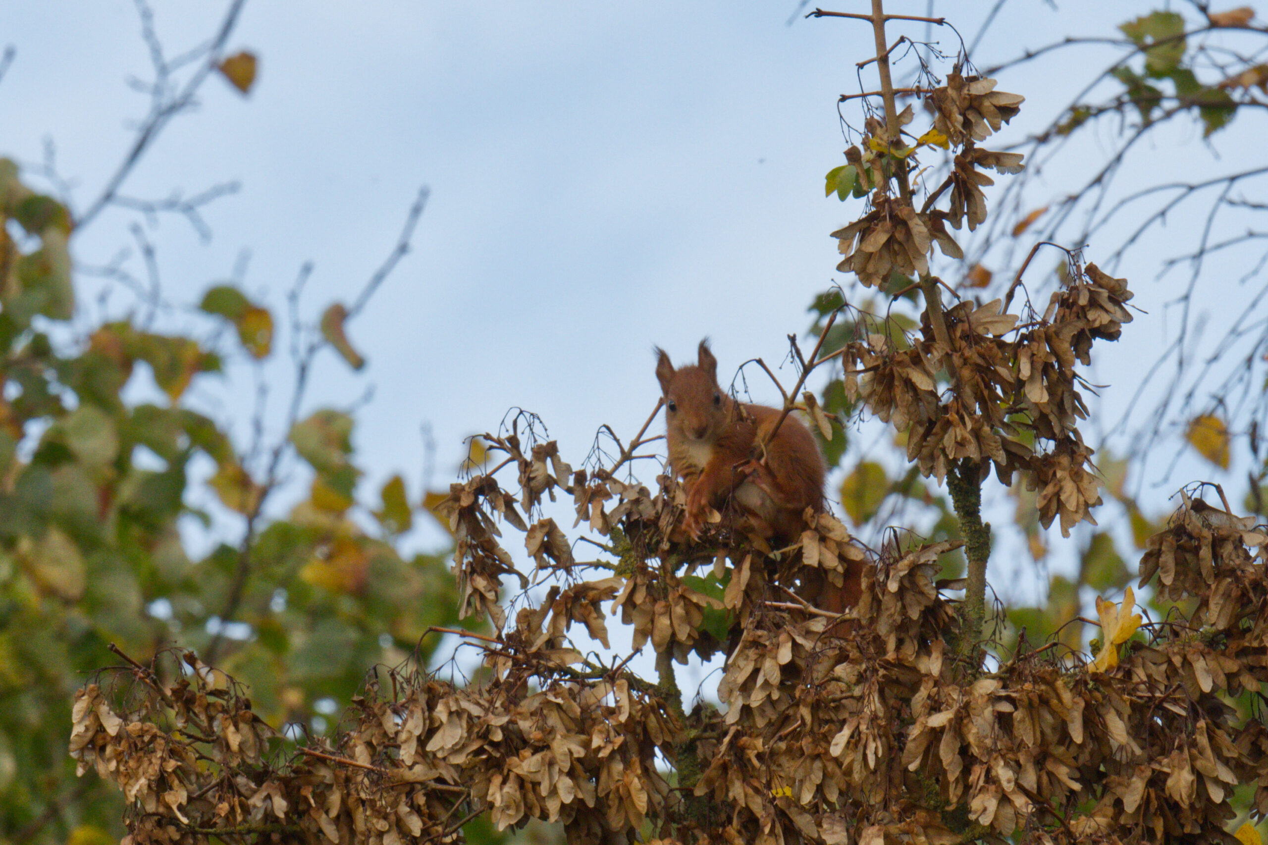 Eekhoorns weer in de Esdoorn…