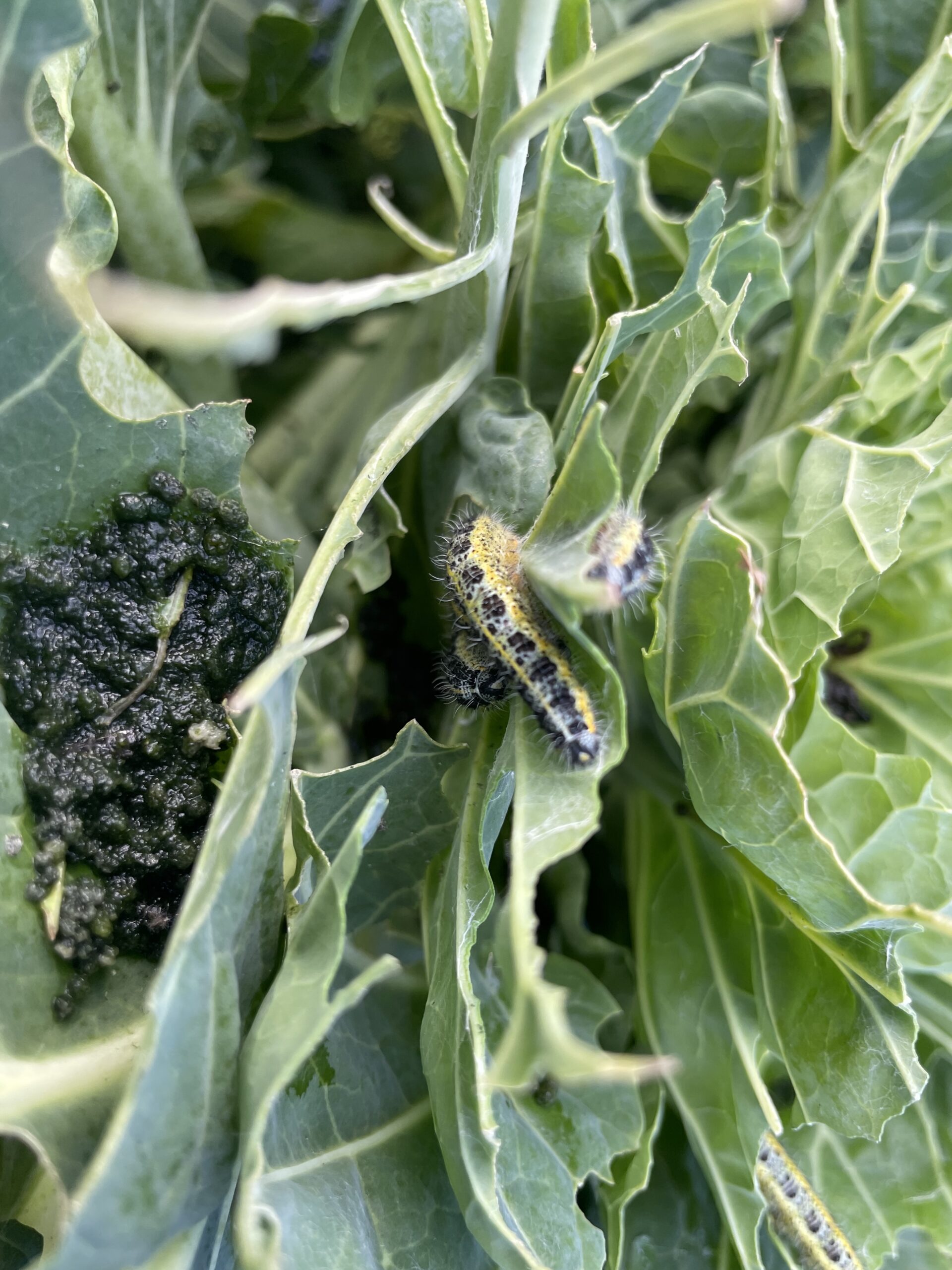 Koolwitjes lusten spruitjes