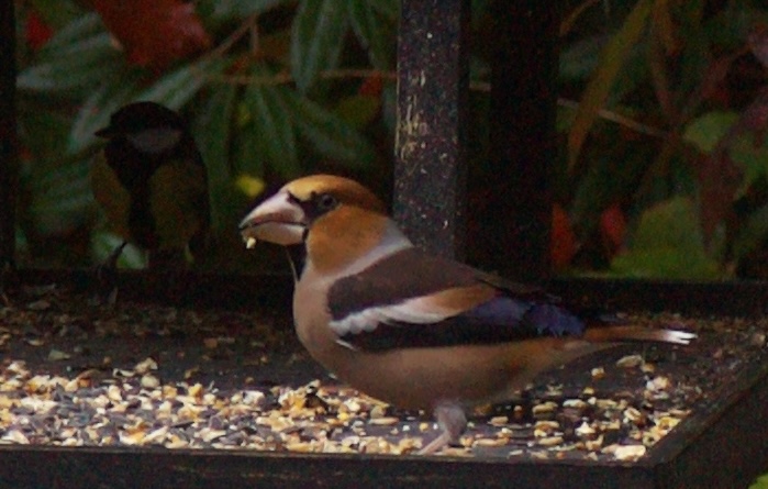 De snavel van de appelvink is geweldig