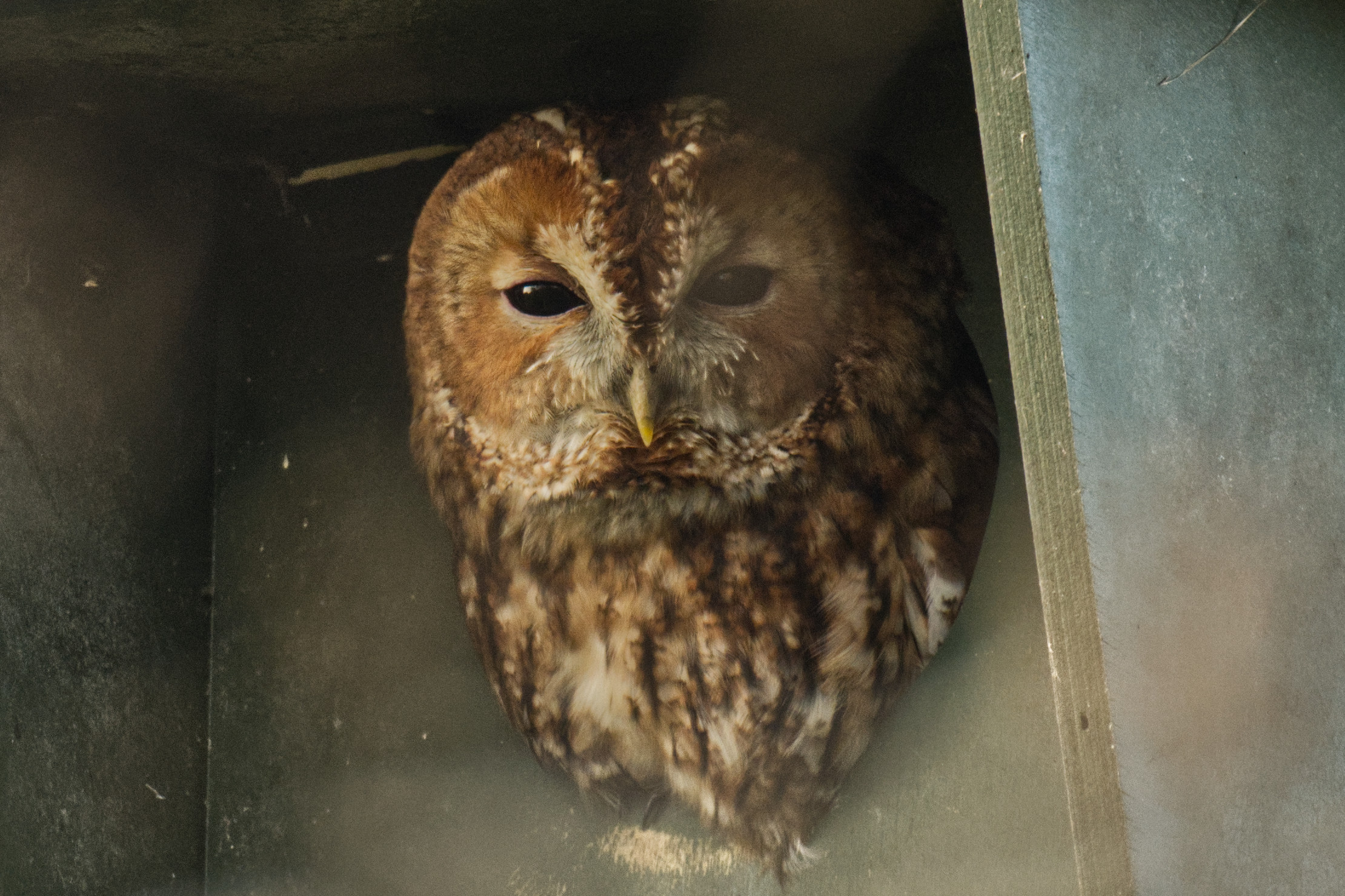 Bosuil in de nestkast