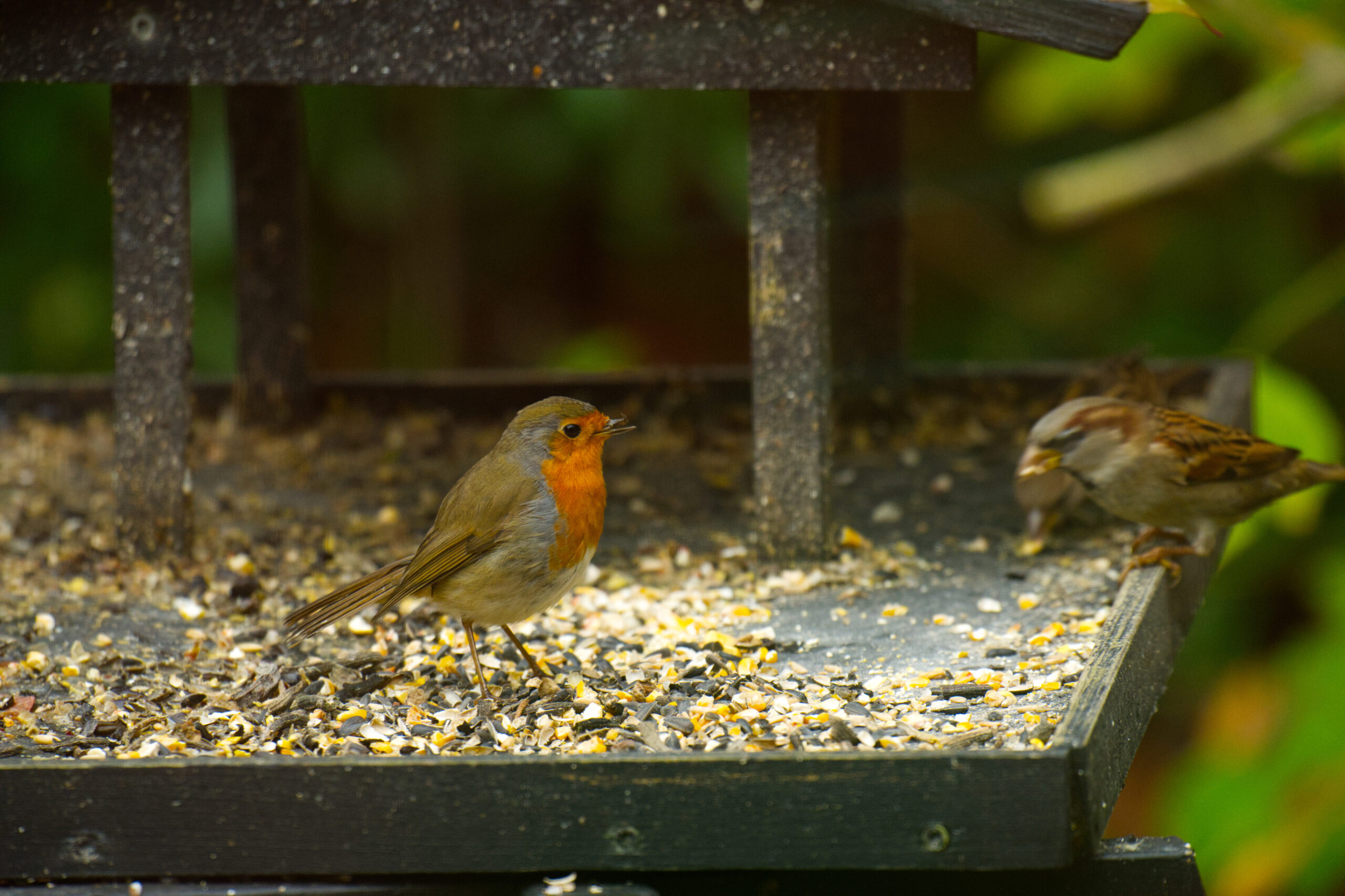 Roodborstje met scheve snavel