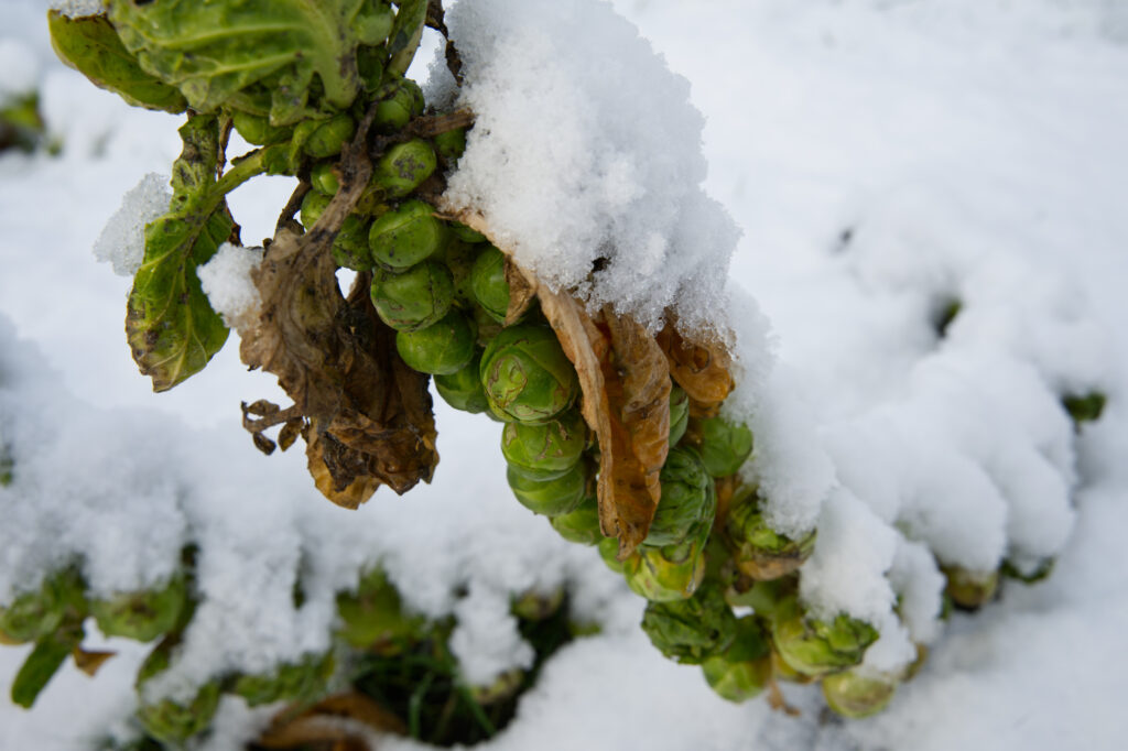 Spruitjes onder een sneeuwdek