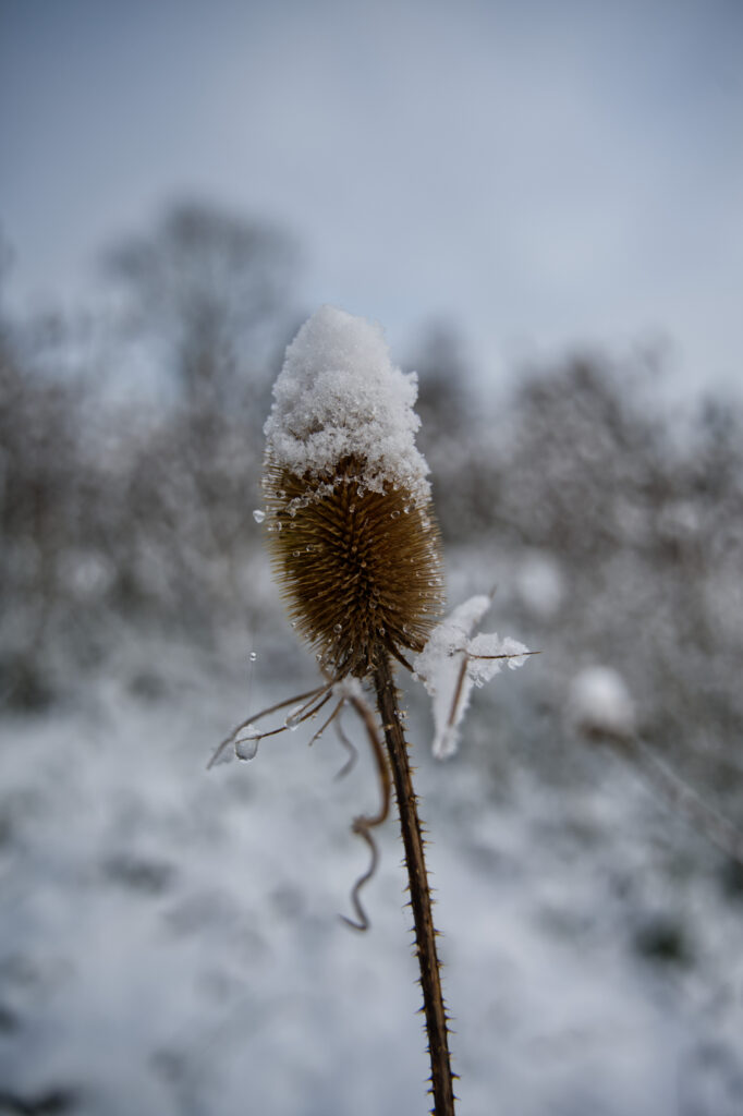 Grote Kaardebol met een sneeuwmutsje