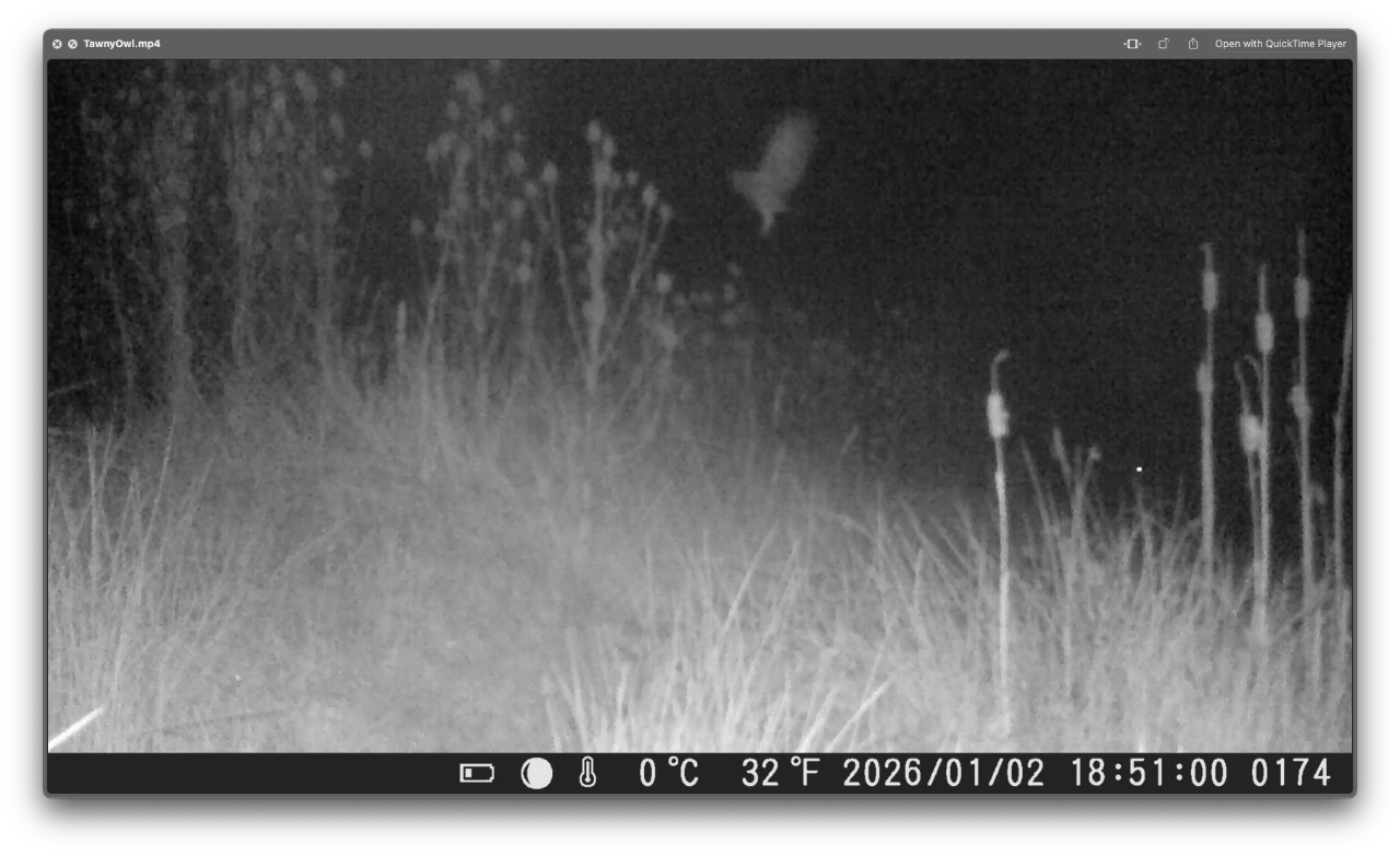 Bosuil mist een prooi