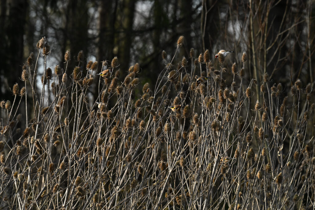 Putters in de kaardebol goldfinches in the teasel