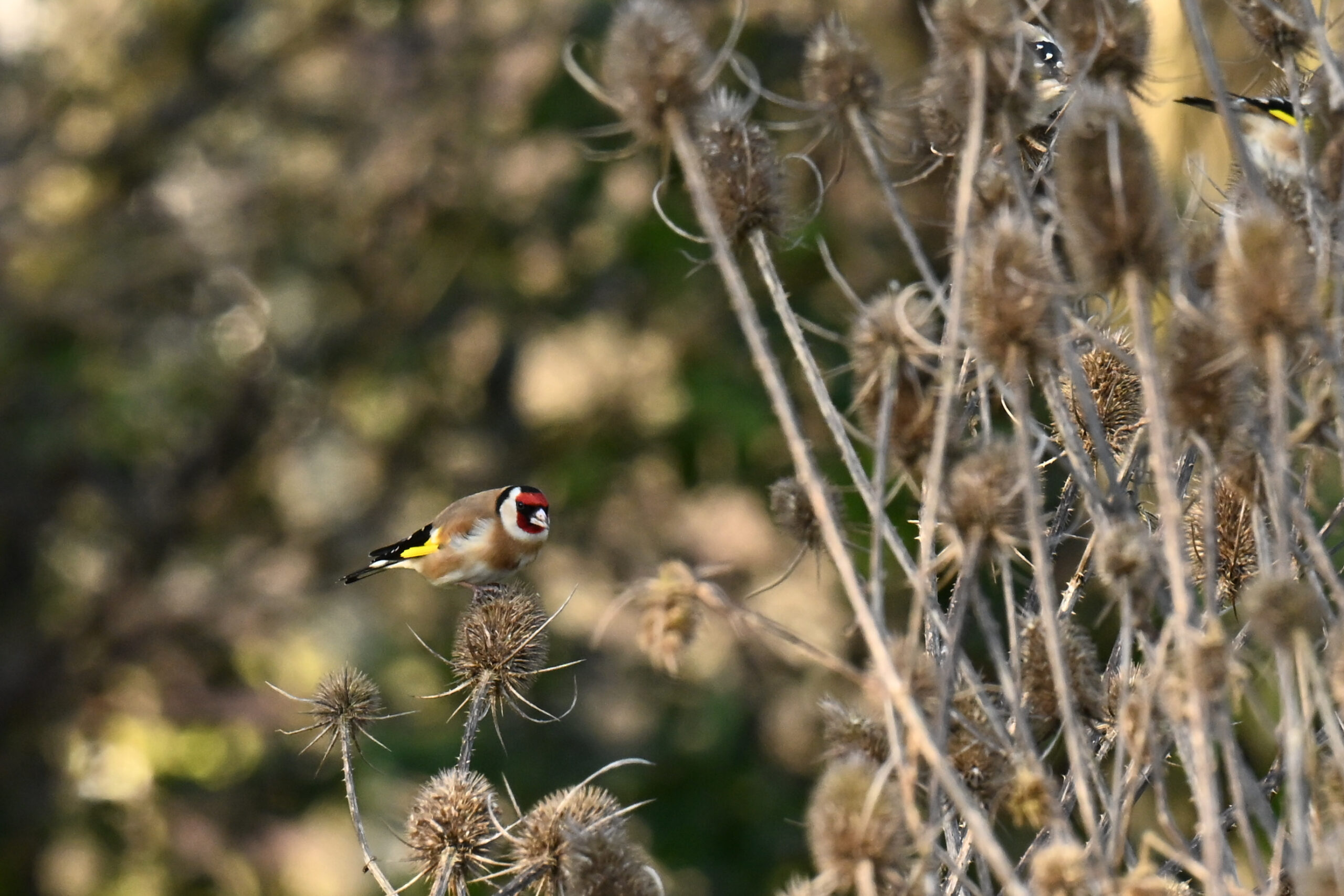 Putters in de Kaardebol