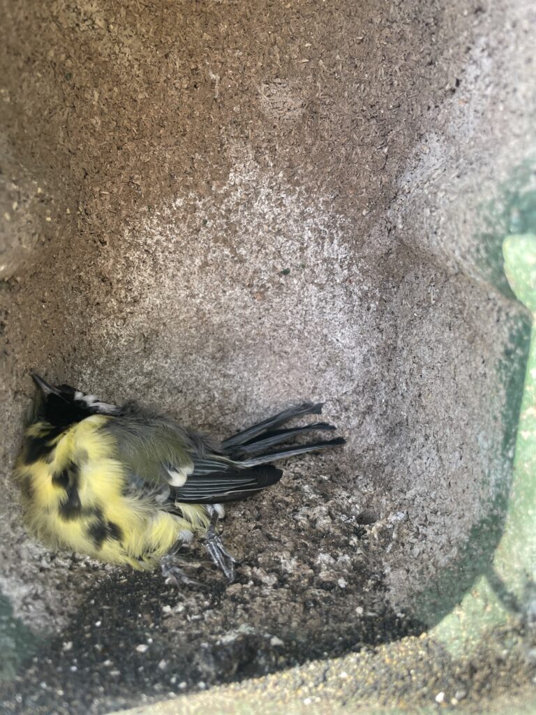 Dode koolmees in nestkastje
