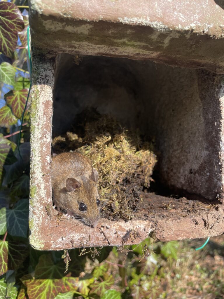 Muis in opening van nestkastje - mouse in netbox opening