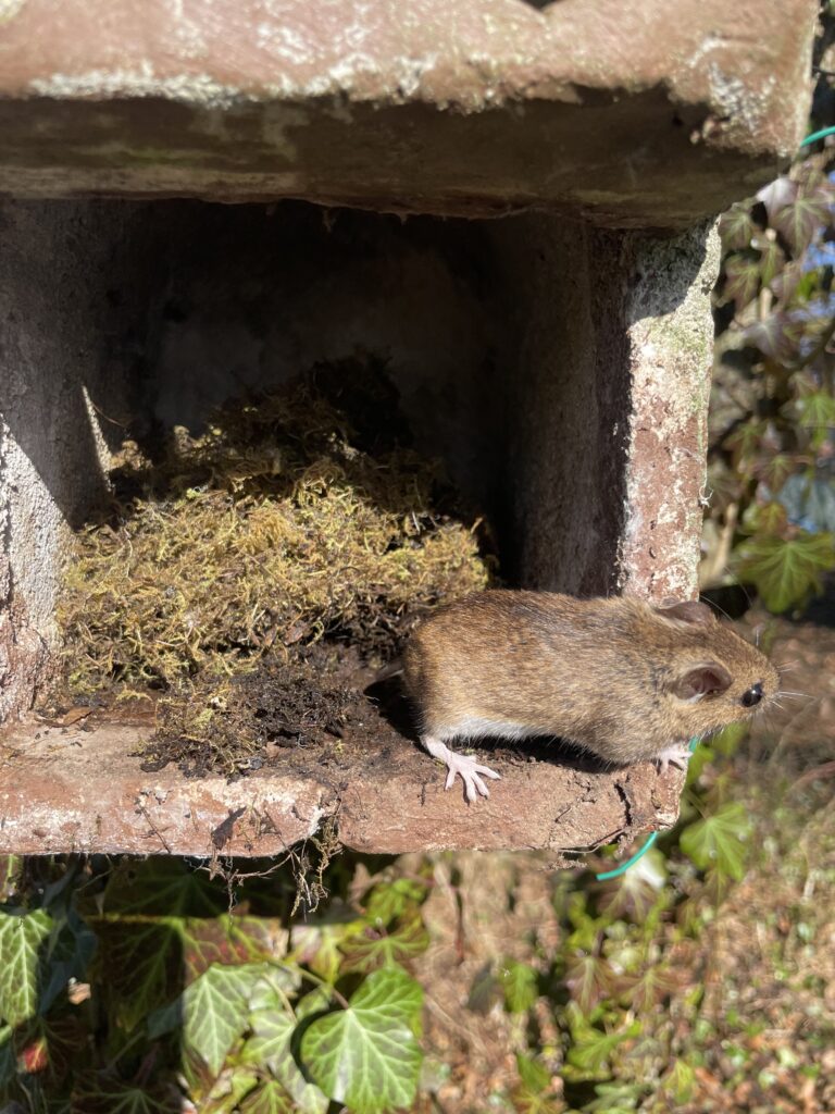 Muis vlucht uit nestkastje