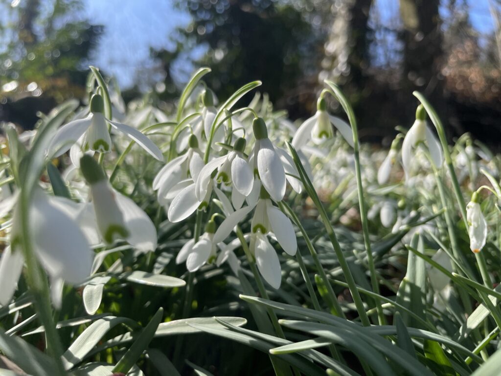 Sneeuwklokjes - snow drops