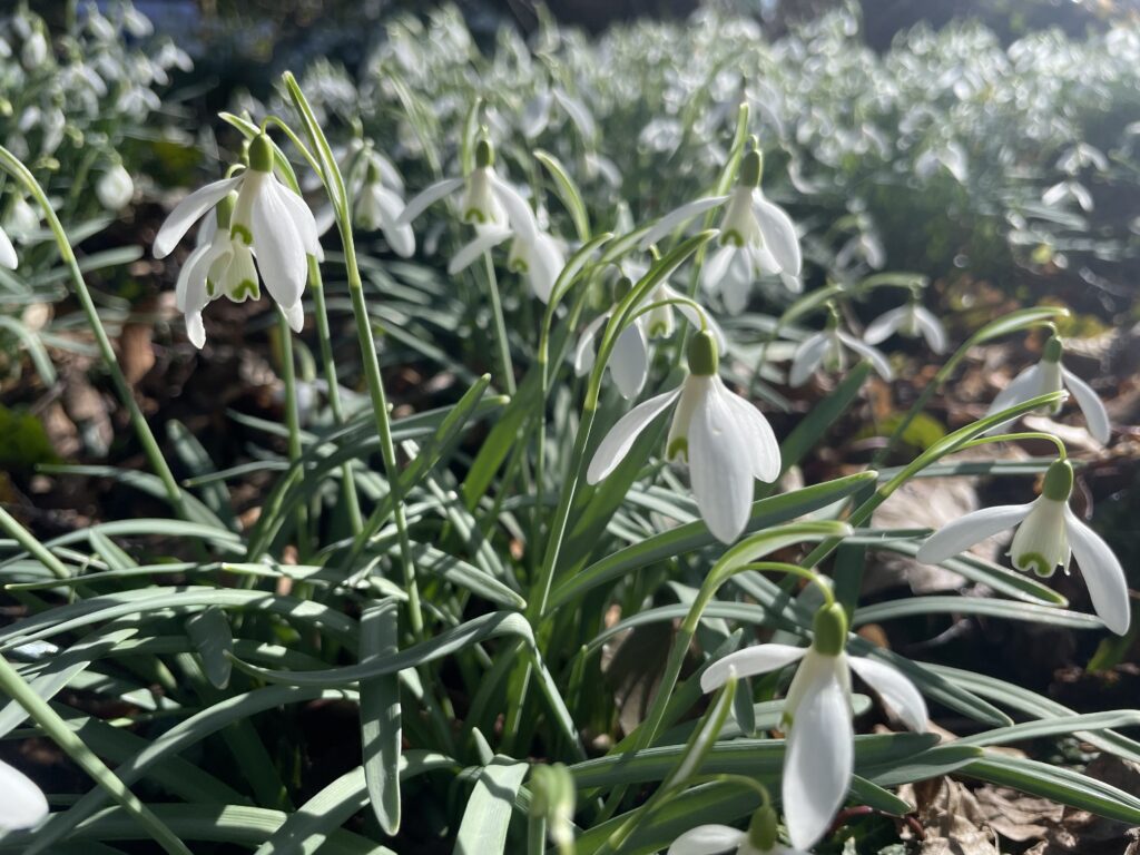 Sneeuwklokjes - snow drops