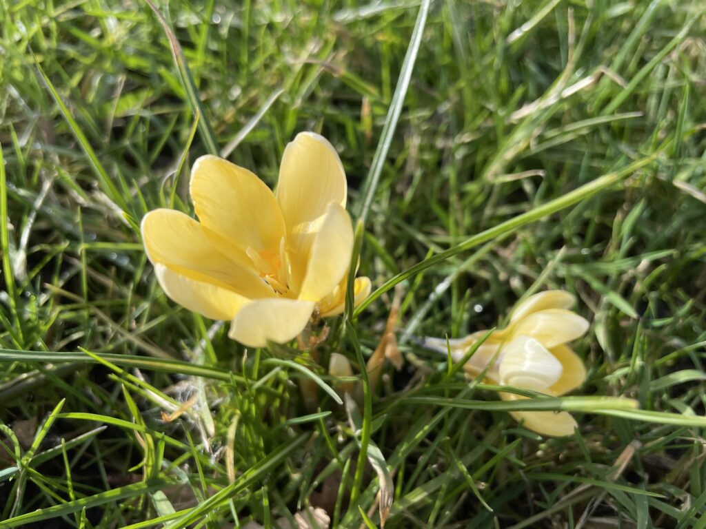 Wilde Krokus - Crocus