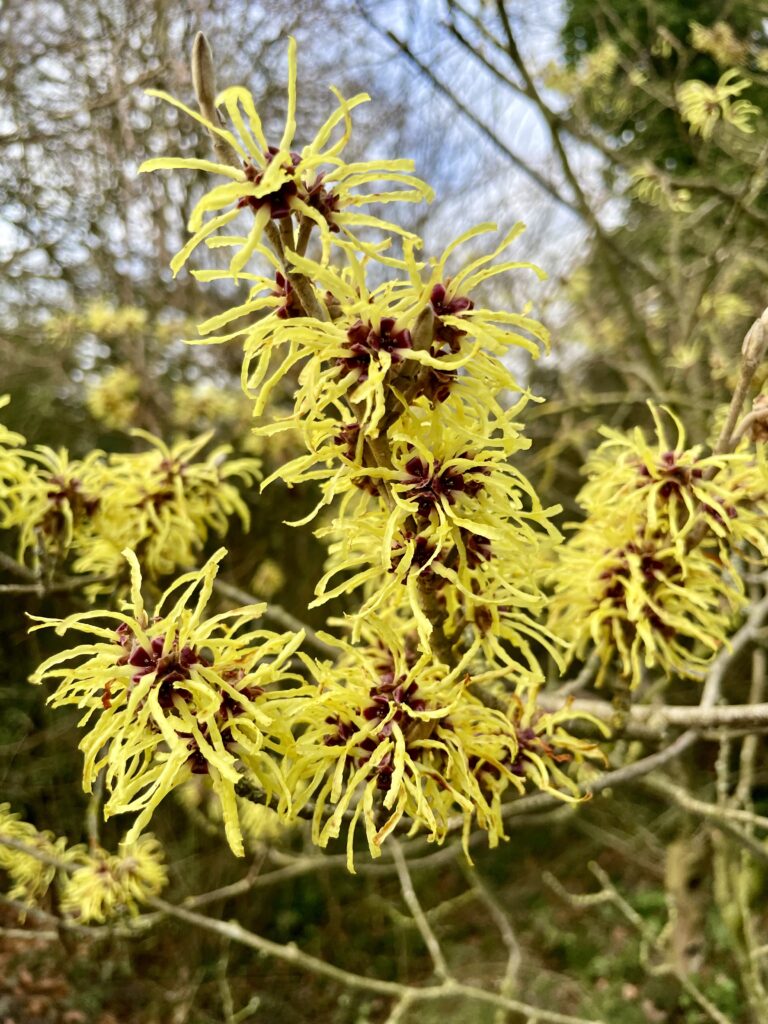 Toverhazelaar - Witch Hazel