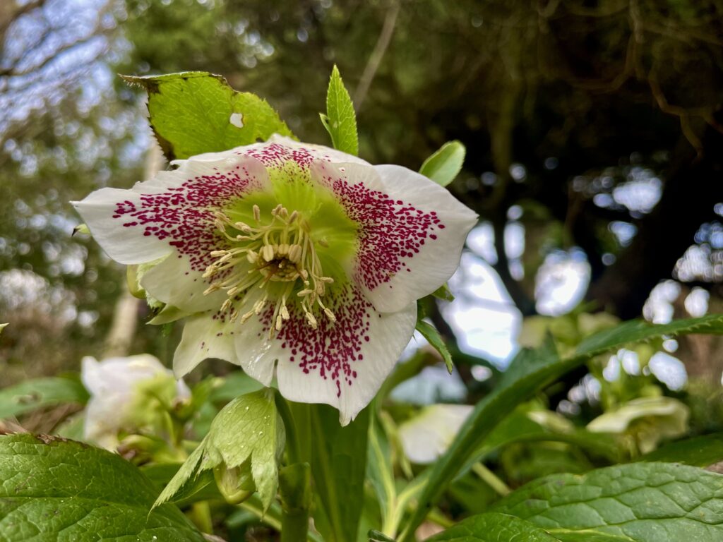 Hellebore flower - Helleborus bloem