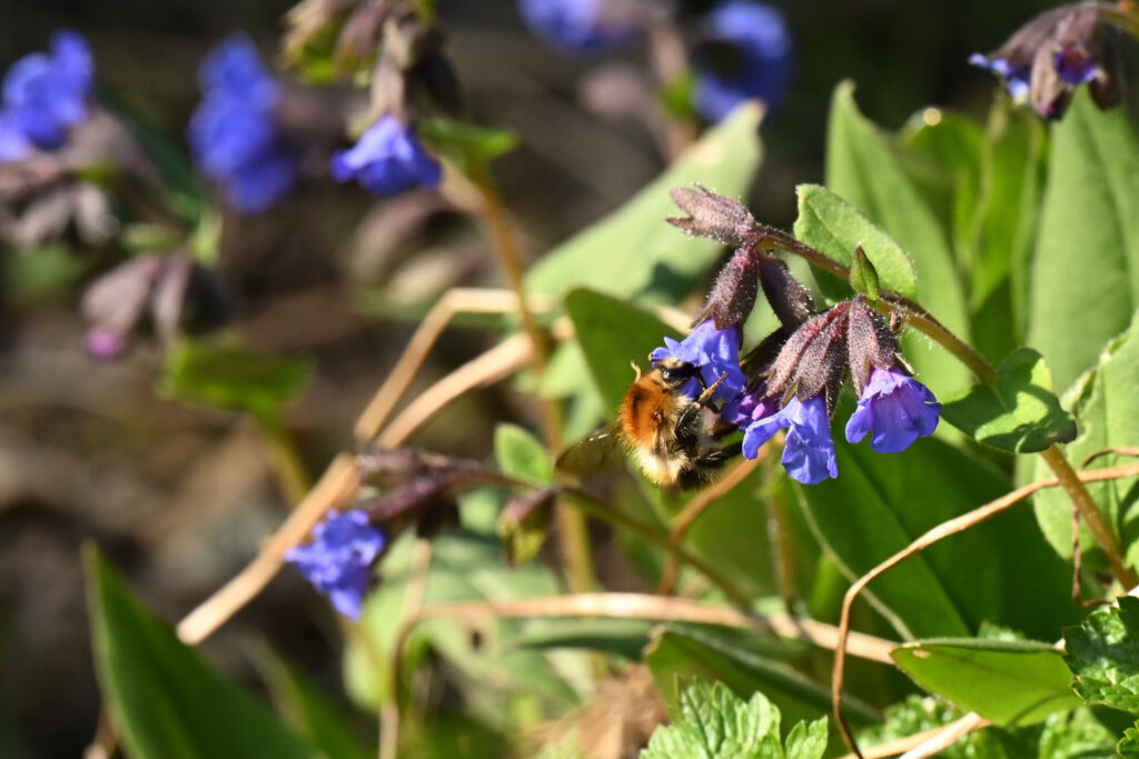 Longkruid met Hommel
