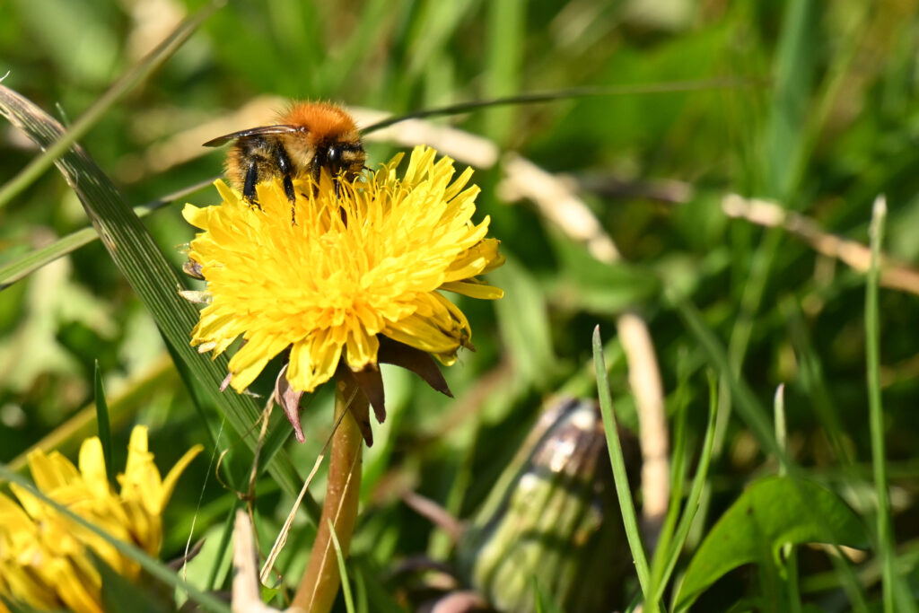 Paardenbloem met Hommel