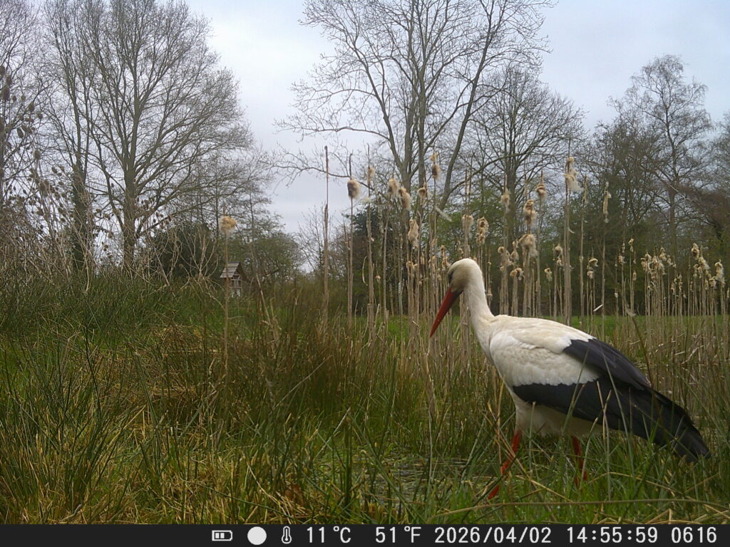 Ooievaar bij de poel