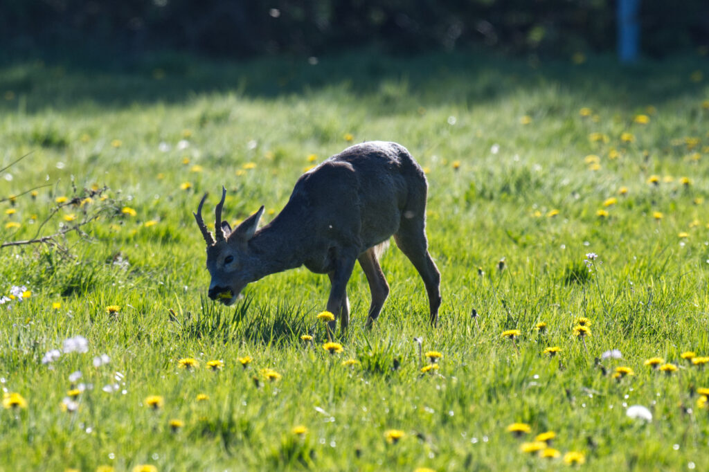 Reebok in de wei graast paardenbloem