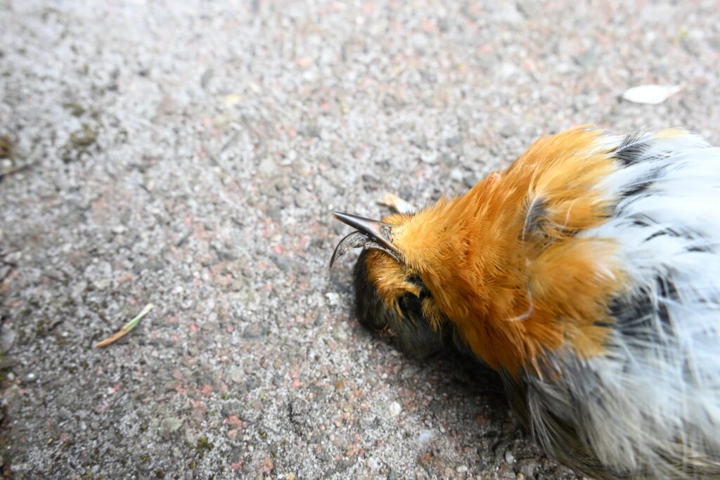 Dood Roodborstje met scheve snavel
