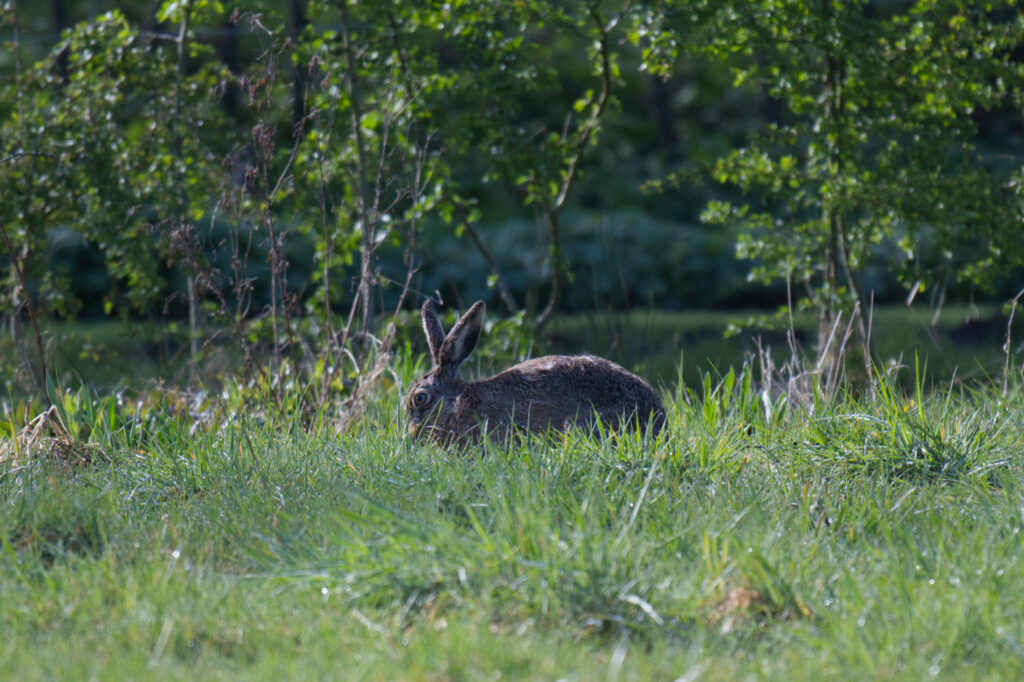 Haas knabbelt wat gras