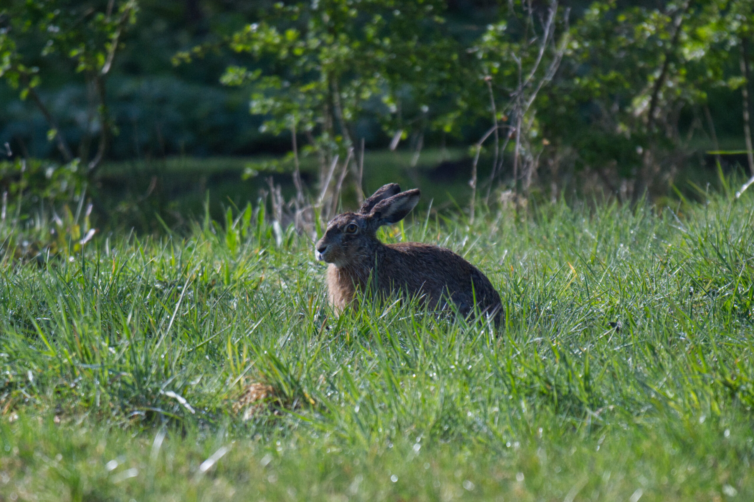 Haas in de boomgaard