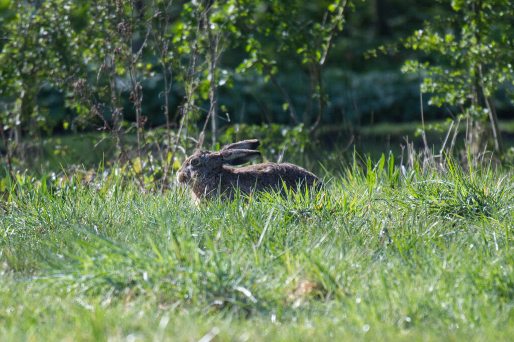 Haas ruikt een beetje onraad