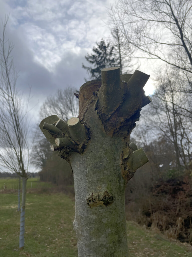 knotwilg vers geknot