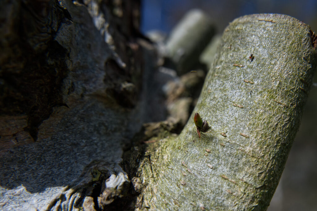 knotwilg die net uitloopt