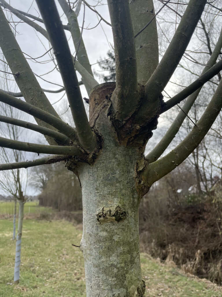 knotwilg die nog geknot moet worden