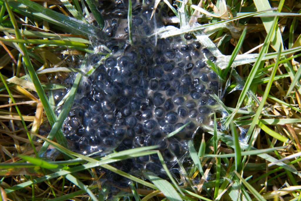 Uitgespugde kikkerdril