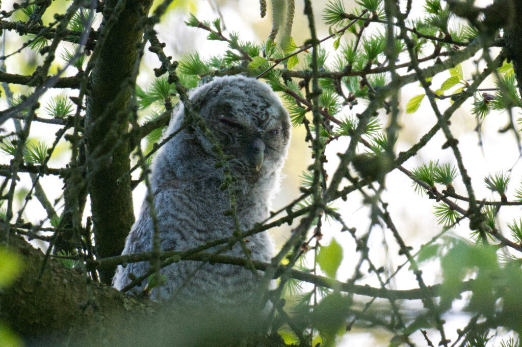 Bosuil Takkeling een dag uit de nestkast