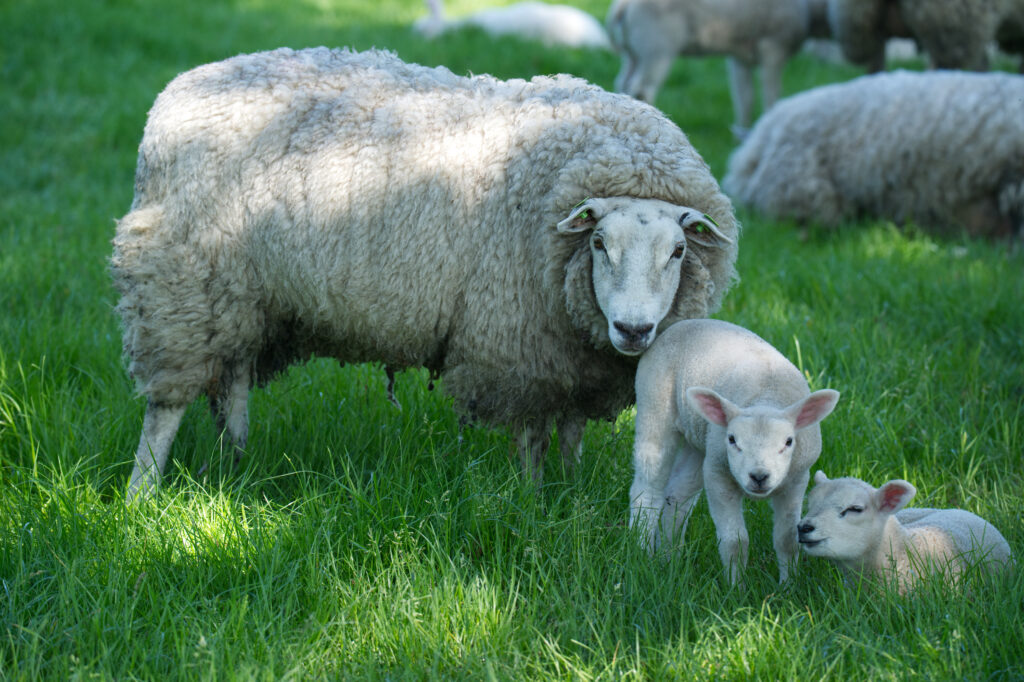 Schaap en twee lammetjes