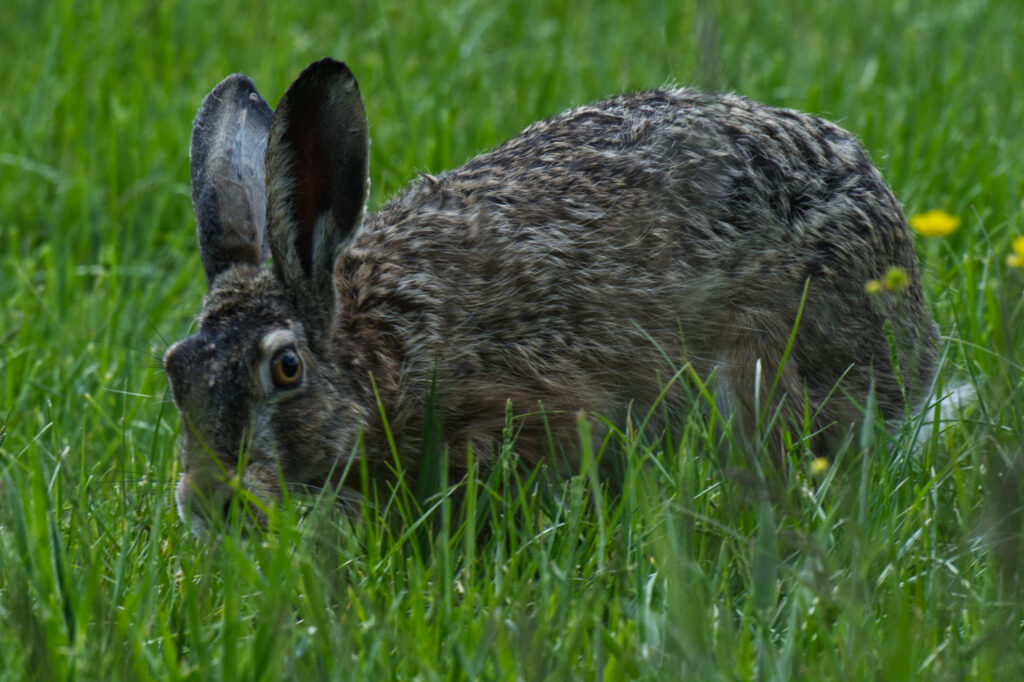 Europese haas (Lepus europaeus) in weiland