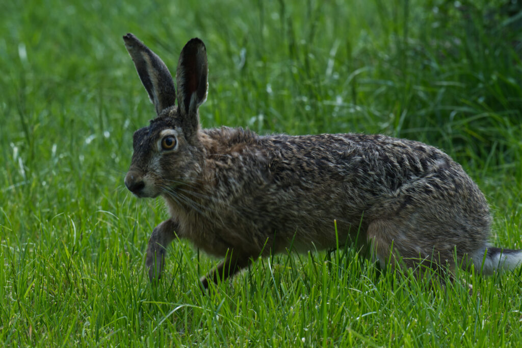 Europese haas (Lepus europaeus) in weiland