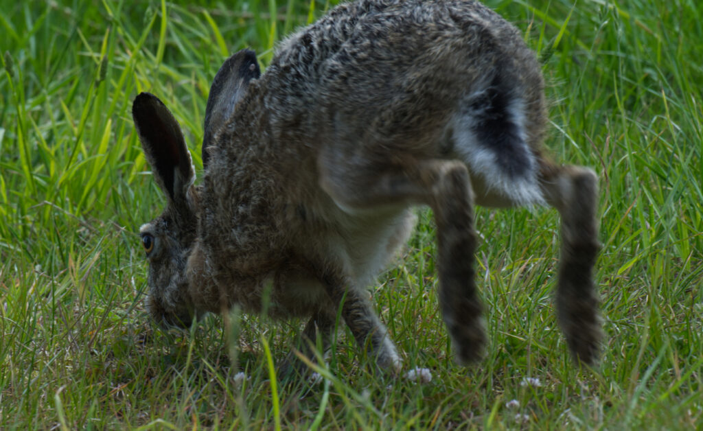 Europese haas (Lepus europaeus) in weiland