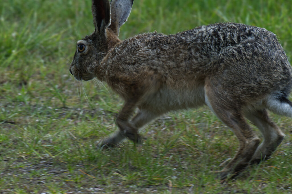 Europese haas (Lepus europaeus) in weiland